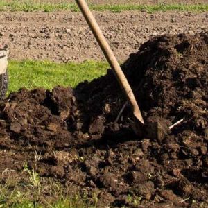 نحوه پوساندن کود حیوانی برای کاشت زعفران
